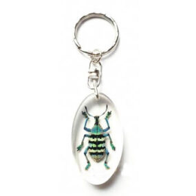 Eupholus magnificus (key chain)