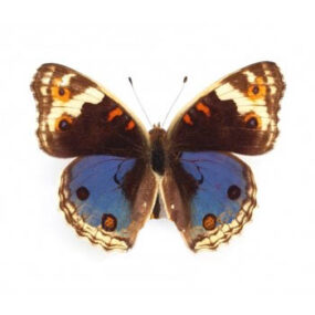 Junonia orithya minagara