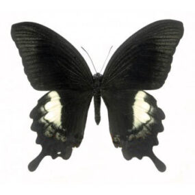 Papilio fuscus fuscus