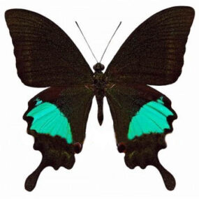 Papilio paris gedeensis