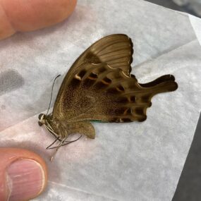 Papilio peranthus transiens 12