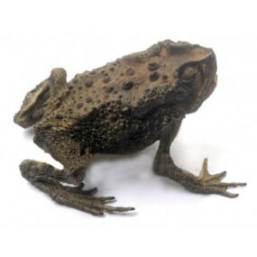 Duttaphrynus melanostictus Toad Specimen