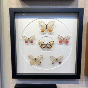 Glasswing butterflies, Glasswing Butterfly Framed Art