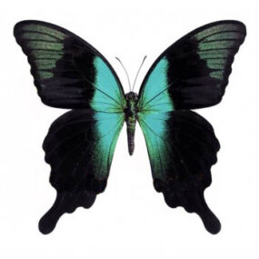 Papilio peranthus adamantius