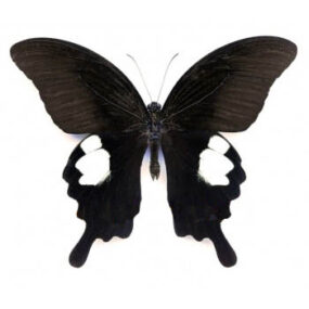 Papilio sataspes sataspes