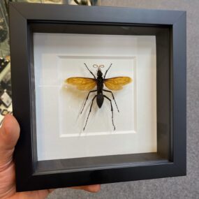 Tarantula Hawk Wasp Frame