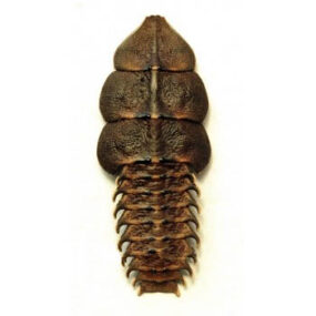 Platerodrilus paradoxus Trilobite Beetle