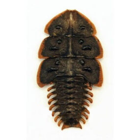 Platerodrilus ruficollis Trilobite Beetle