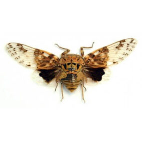 Platypleura nobilis Cicada Specimen