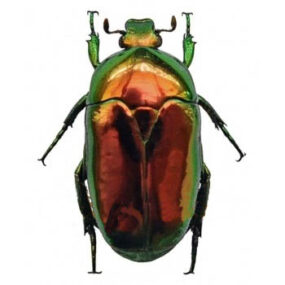 Poecilopharis curtisi Beetle Specimen