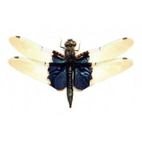 Rhyothemis triangularis Dragonfly Specimen