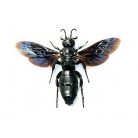 Scolia affinis Wasp Specimen