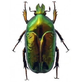 Thaumastopeus striatus Scarab Beetle