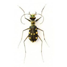 Thopeutica stenodera Tiger Beetle