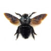 Xylocopa caerulea Carpenter Bee