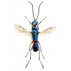 Ampulex erythropus wasp