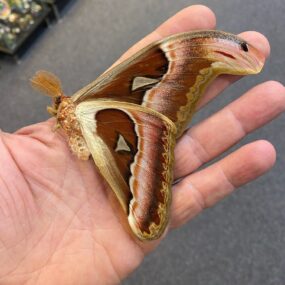 Attacus lemairei M Attacus lemairei Snake's head