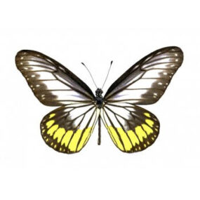 Ideopsis vitrea oenopia