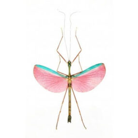 Marmessoidea rosea male