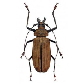 Xixuthrus lunicollis male +110