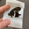 Papilio polytes alcindor