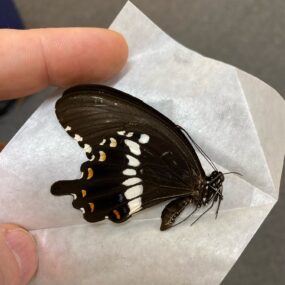 Papilio polytes alcindor