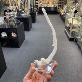 Rams Horn Selenite China