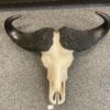 Cape Buffalo Skull