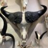 Cape Buffalo Skull