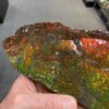 Large ammolite specimen from Alberta