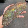 Large ammolite specimen from Alberta