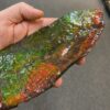 Large ammolite specimen from Alberta