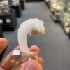 Rams Horn Selenite China