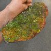 Large ammolite specimen from Alberta