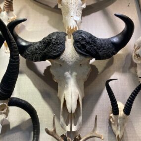 Cape Buffalo Skull