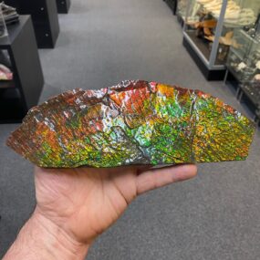 Large ammolite specimen from Alberta