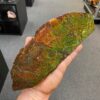 Large ammolite specimen from Alberta