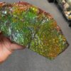 Large ammolite specimen from Alberta