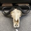 Cape Buffalo Skull