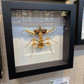 Devil's mantis subadult in Frame